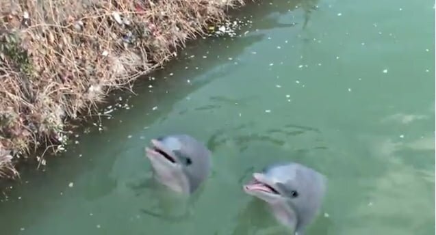 „Delfini maidanezi in Dambovita”, un clip fake de dragul covrigilor