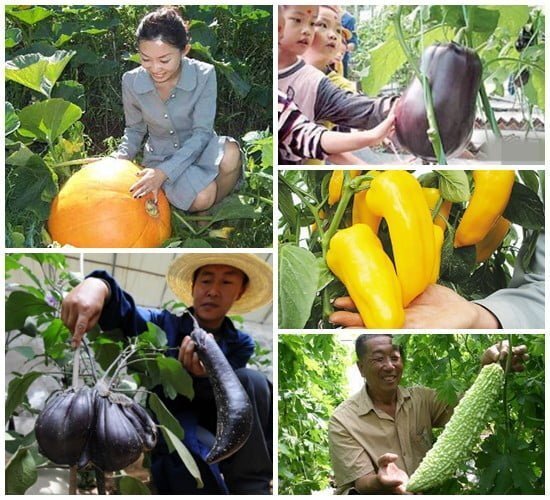 Chinezii vor manca legume spatiale (GALERIE FOTO)