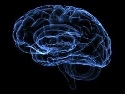brain