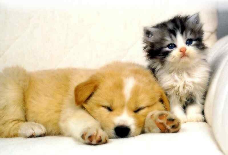 dog-cat1