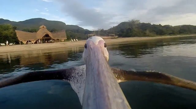 pelican