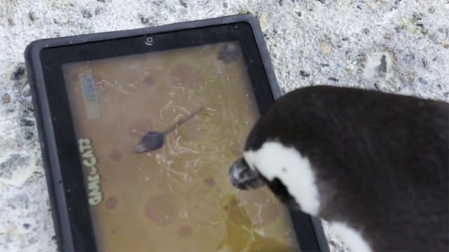 pinguini ipad pinguini-ipad