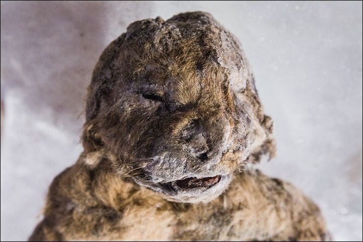 GadgetReport.ro TV. Demn de Jurassic Park! Experţii vor să cloneze leii din Ice Age