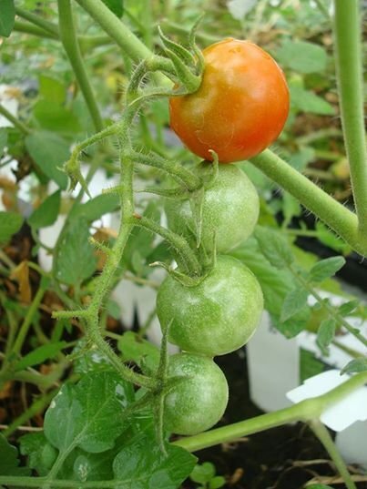 au cultivat rosii in solul martian gadgetreport.ro